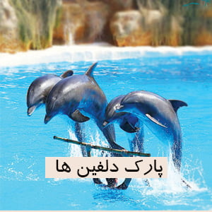 پارک دلفین ها